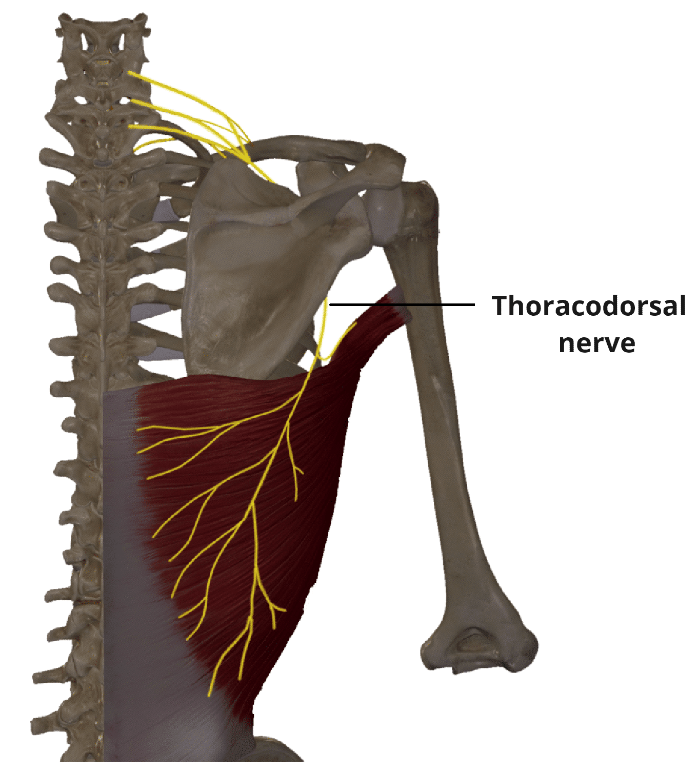 <p>Motor to Latissimus Dorsi Muscle (shoulder adduction, extension, internal rotation)</p>