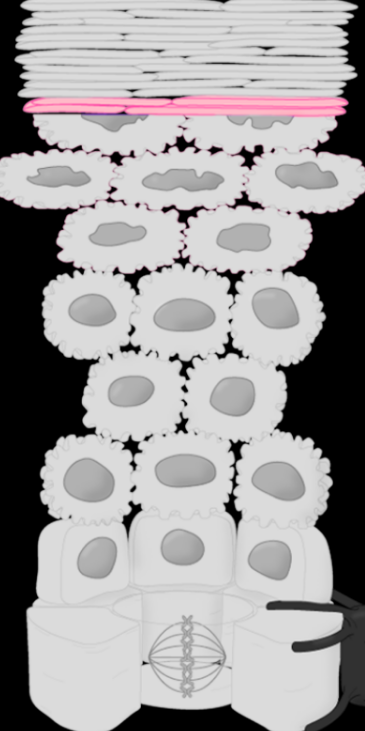 <p>Stratum Name & Function</p>