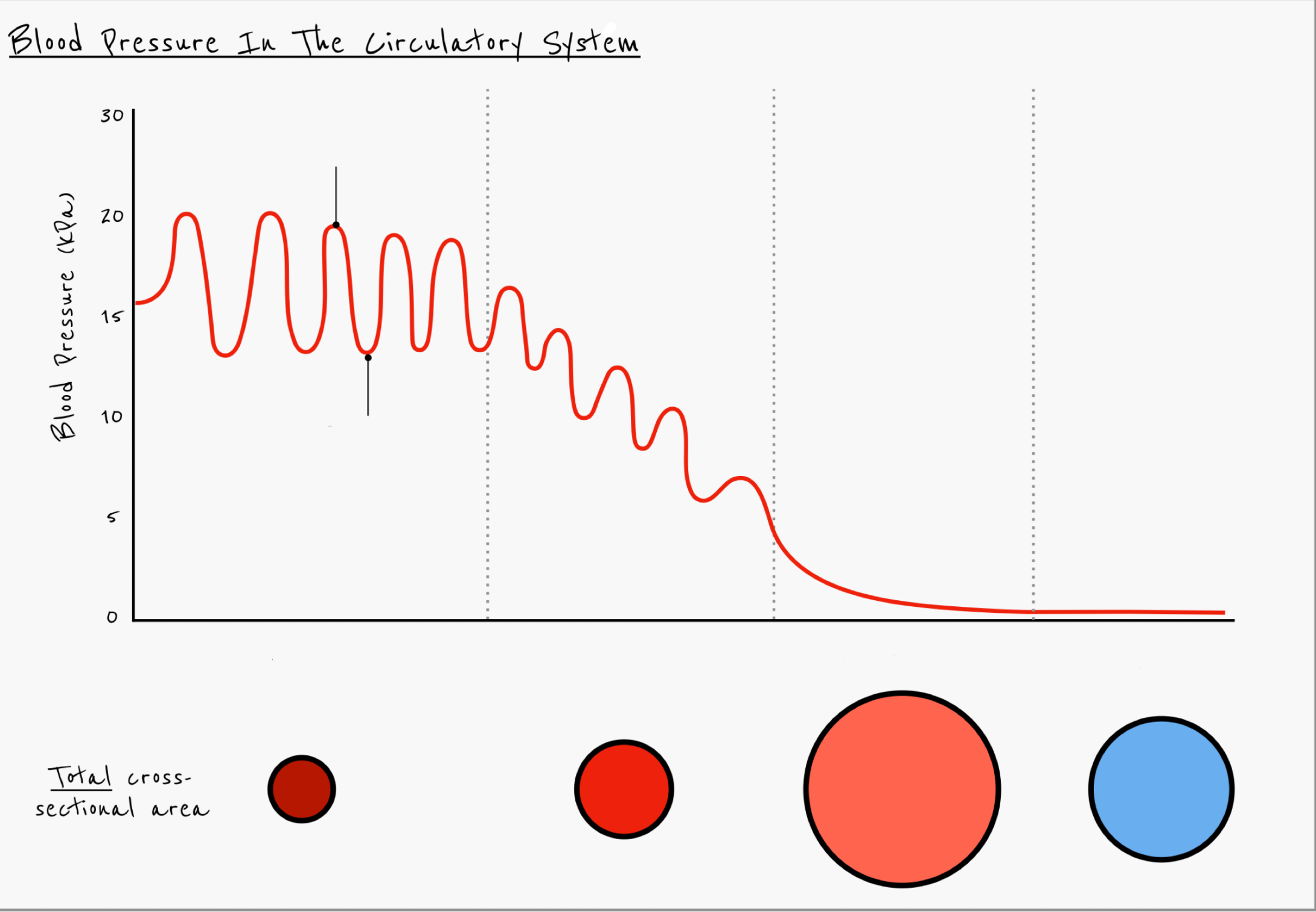 <p>Describe the pressure changes in the blood as it flows through the circulatory system from the aorta to the veins</p>