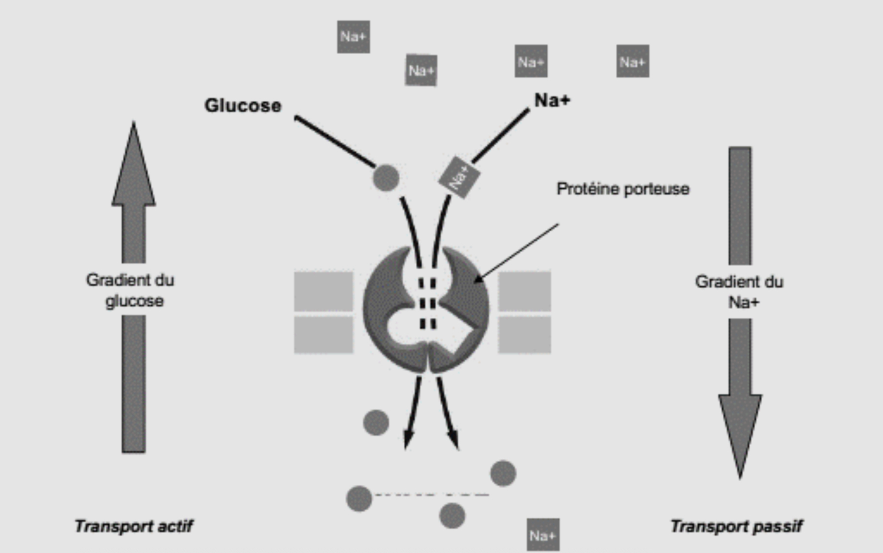 <ul><li><p>Le passage du Na+ dan le sens de son gradient de concentration fournit l’énergie permettant le passage du glucose contre son gradient de concentration fournit</p></li><li><p>La perméase ne changera de conformation que lorsque tous ses sites de liaison, au glucose et au Na+ seront occupés <= Aucun transport possible si une des molécules est absente </p></li></ul><p></p>
