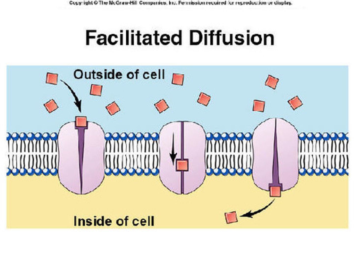 <p>Passive Transport. Movement of specific molecules (sugar/glucose) across cell membranes through protein channels. Move from high concentration to low concentration. Moves DOWN the concentration gradiant.</p>