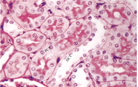 <p>cuboidal cells that are large and stained pink, are wider than the DCT and have fewer nucelli</p>