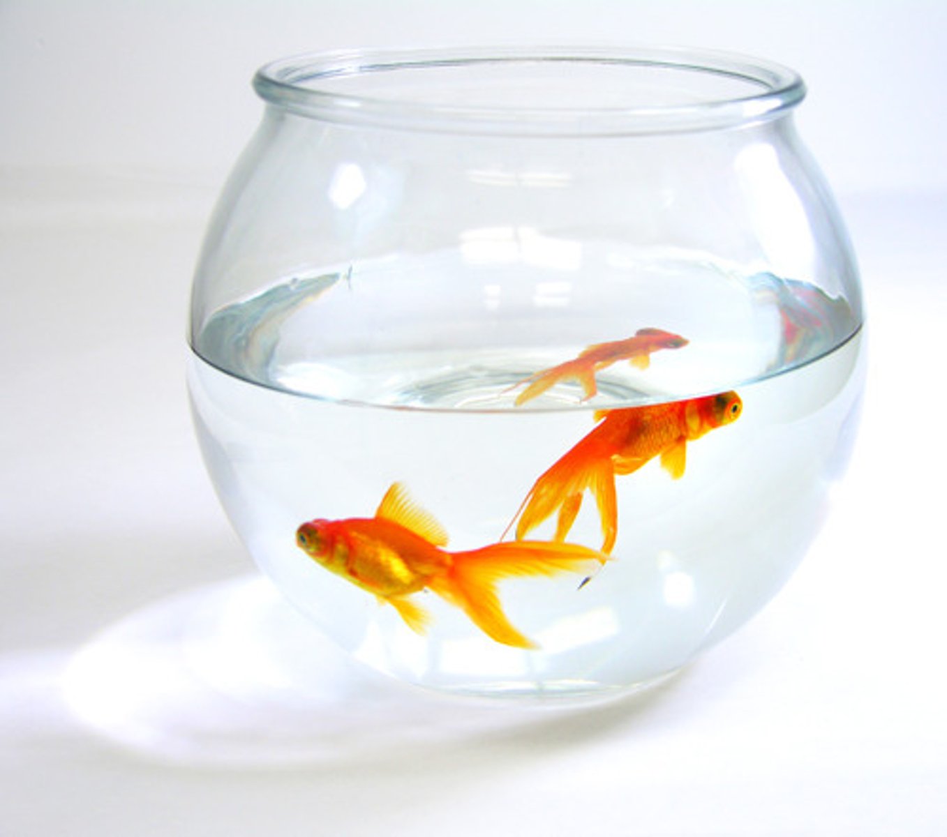 <p>fish</p>