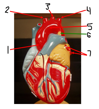 <p><span><span>Do blood vessels 7 carry oxygenated or deoxygenated blood?</span></span></p>