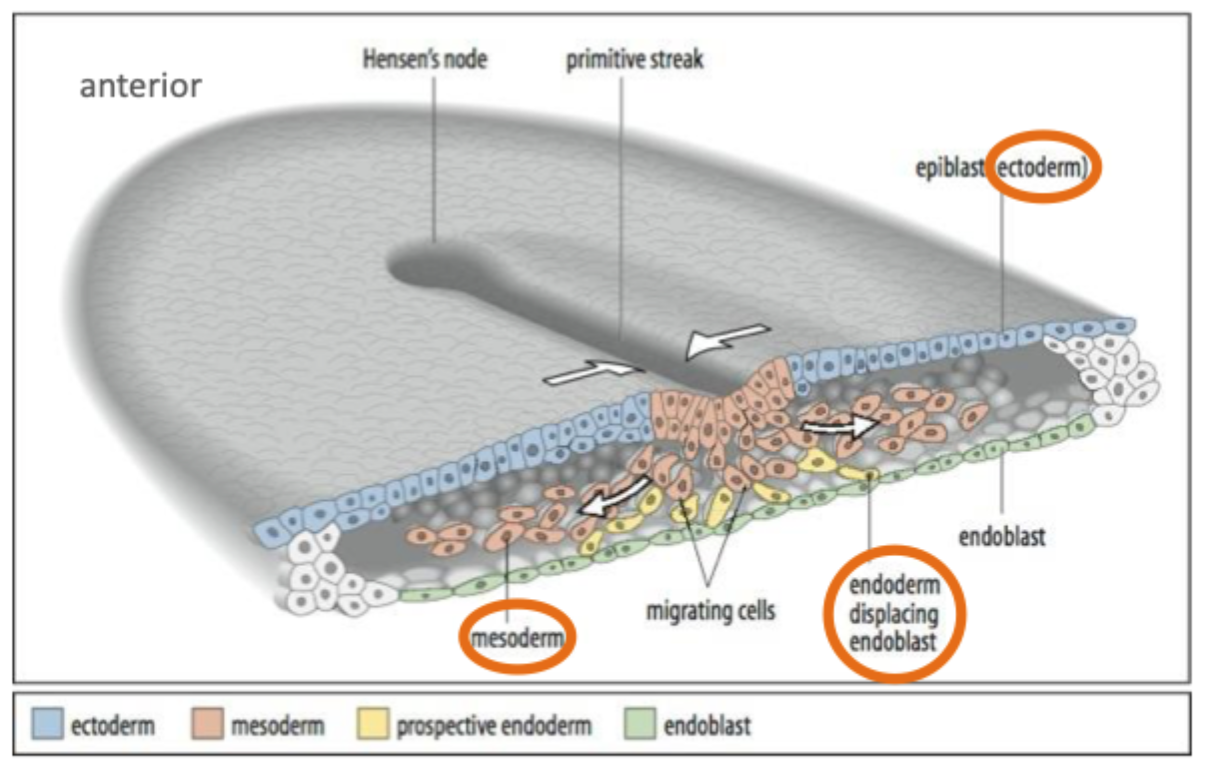<p>During gastrulation cells from the epiblast migrate into the primitive streak</p><p>Here they undergo an epithelial to mesenchymal transition and migrate under the epiblast </p><p>These cells give rise to the endoderm and the mesoderm </p>