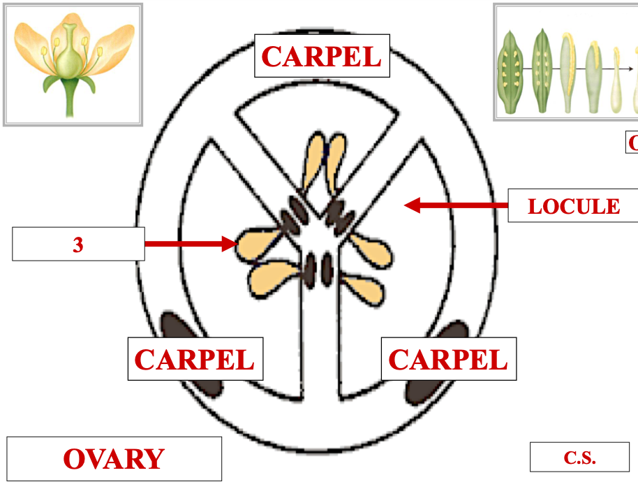 <p>name structure 3</p>