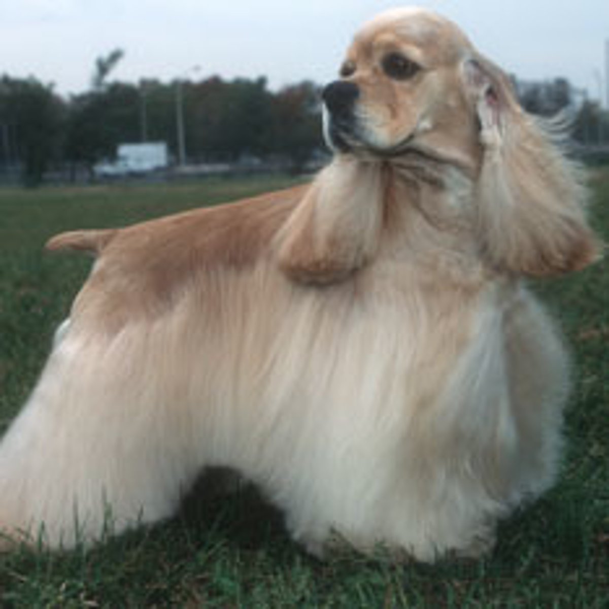 <p>Sporting group, 13.5-15.5 in, hunting dog</p>