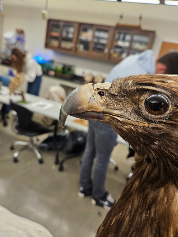 <p>upper mandible is longer than the lower and is hooked over </p>