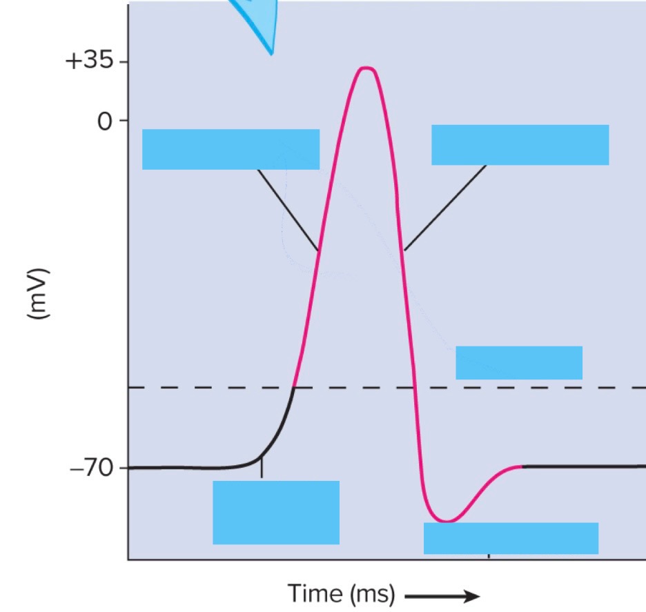 <p>Fill in the graph for&nbsp;<span>Action Potentials?</span></p>