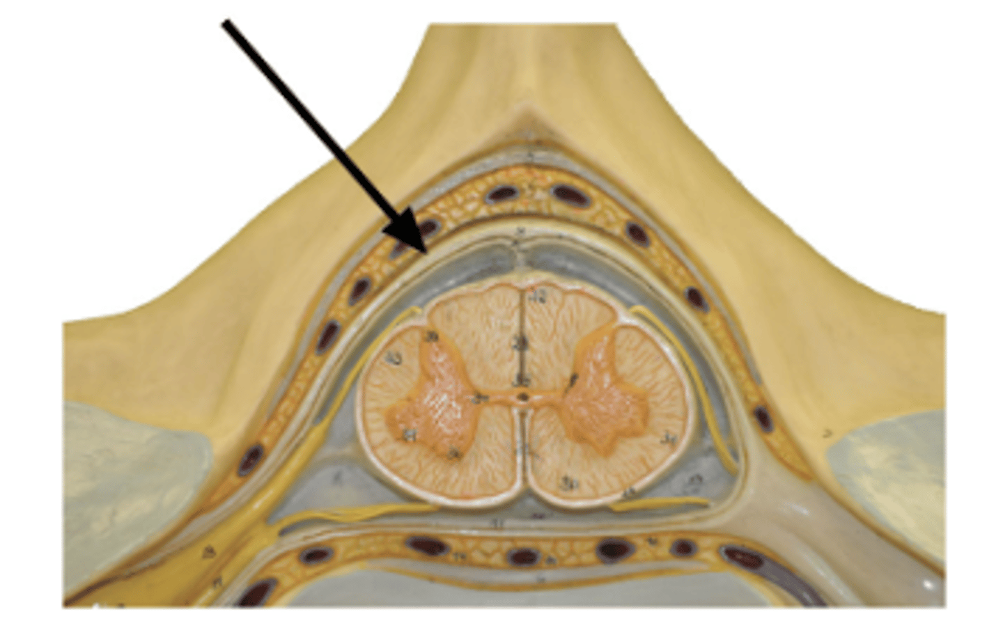 <p>Identify structure.</p>
