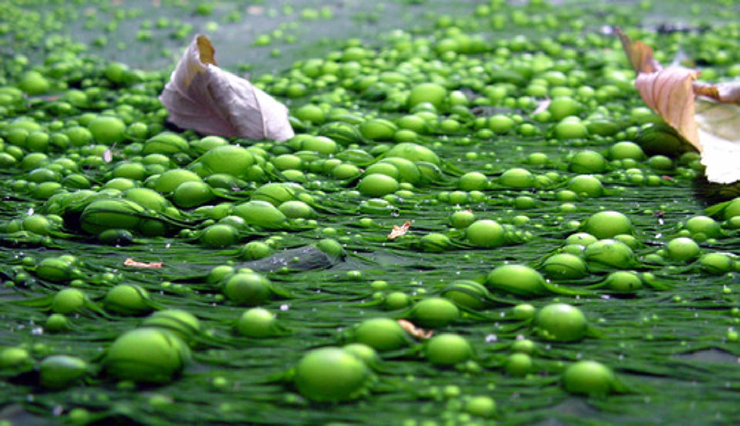 <p>A phenomenon in which a body of water becomes rich in nutrients.</p>