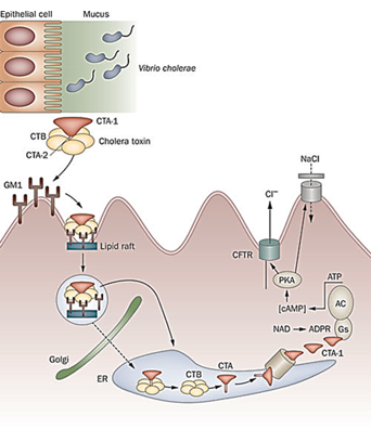 <p>How does <strong>cholera toxin</strong> work?</p>