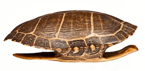 dry, scaly skin, some with a plastron and a carapace, snakes shed skin all at once