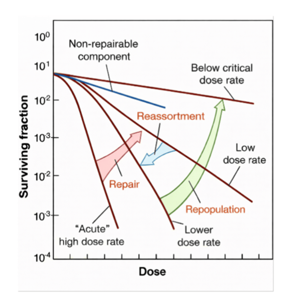 <p>Incredibly low dose rates allow depleted cells to repopulate</p>