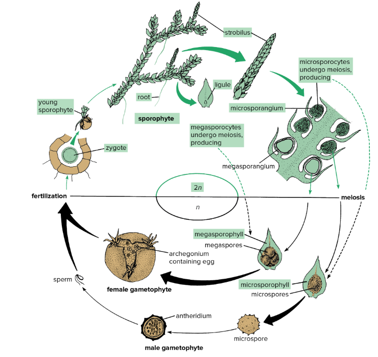 <p>Phylum Lycophyta</p>