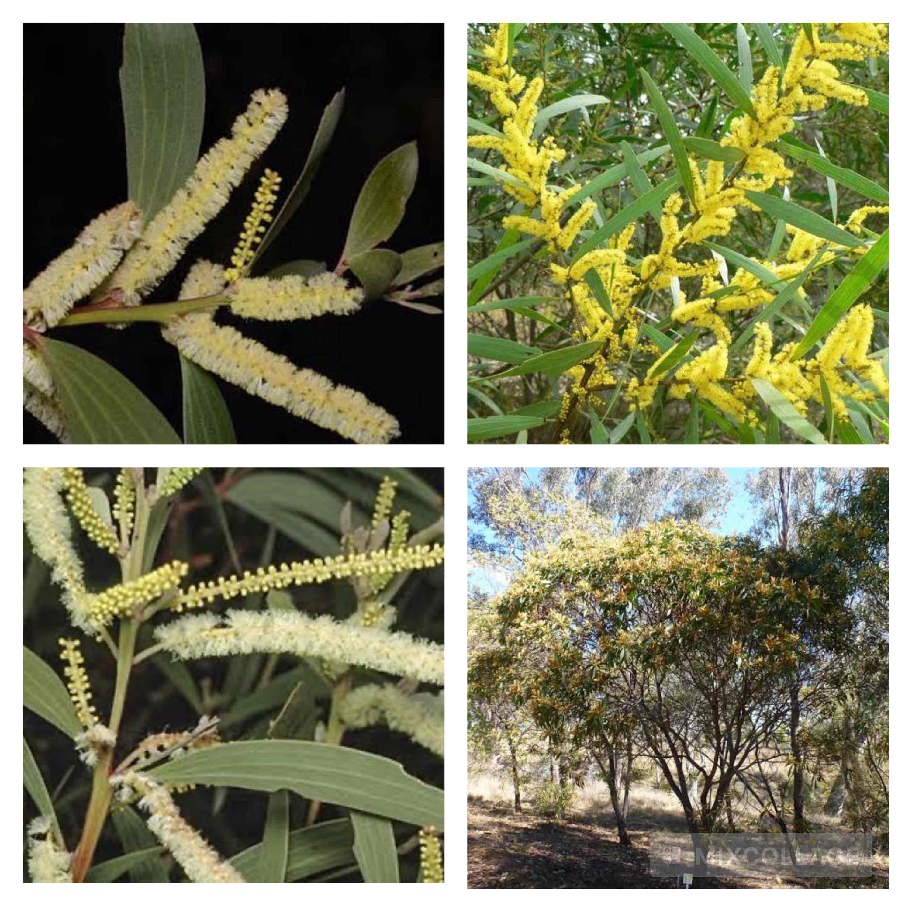 <p>Lamb’s tail wattle</p>