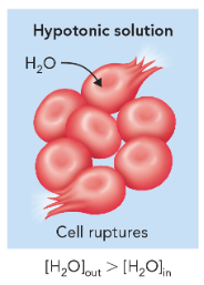 <p>lower solute concentration outside of cell (cell swells)</p>