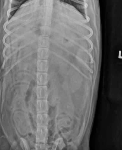<p>-loss of peritoneal detail in cranial abdomen</p><p>-mass effect in cranial abdomen</p><p>-mild gas dilation of the duodenum</p>