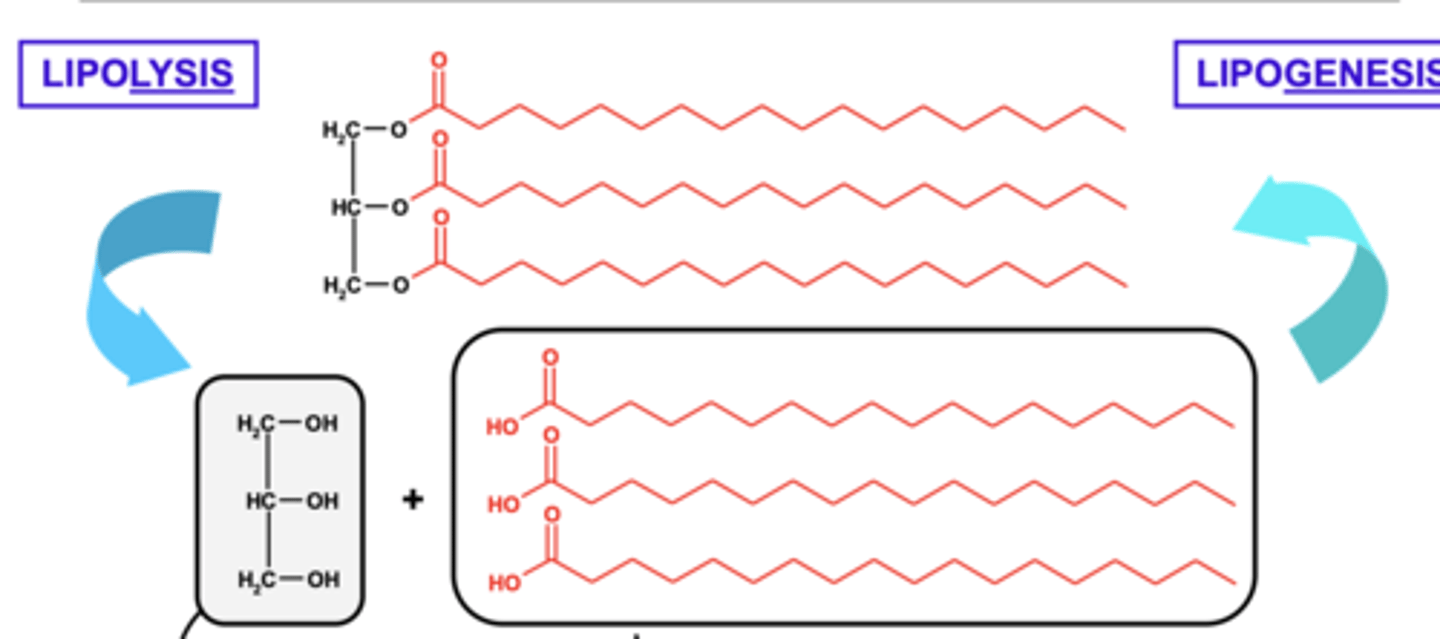 <p>The breakdown of triacylglycerols into fatty acids and glycerol.</p>