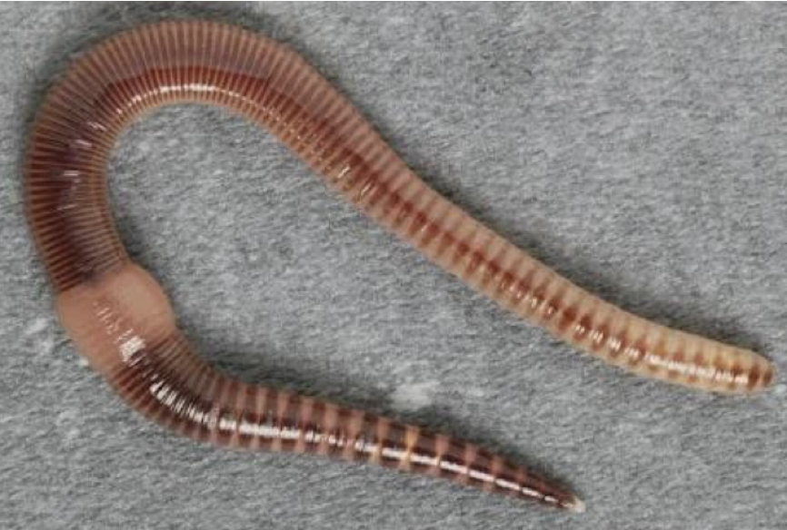 <p>what is this </p>