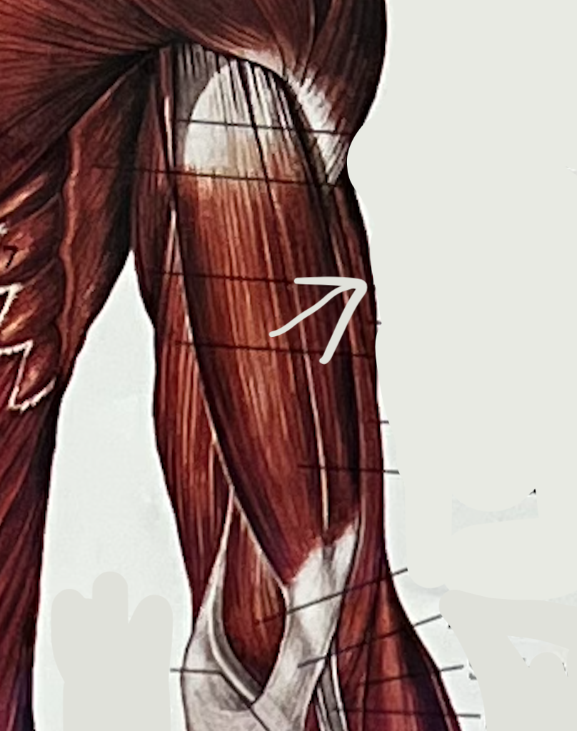 what muscle?