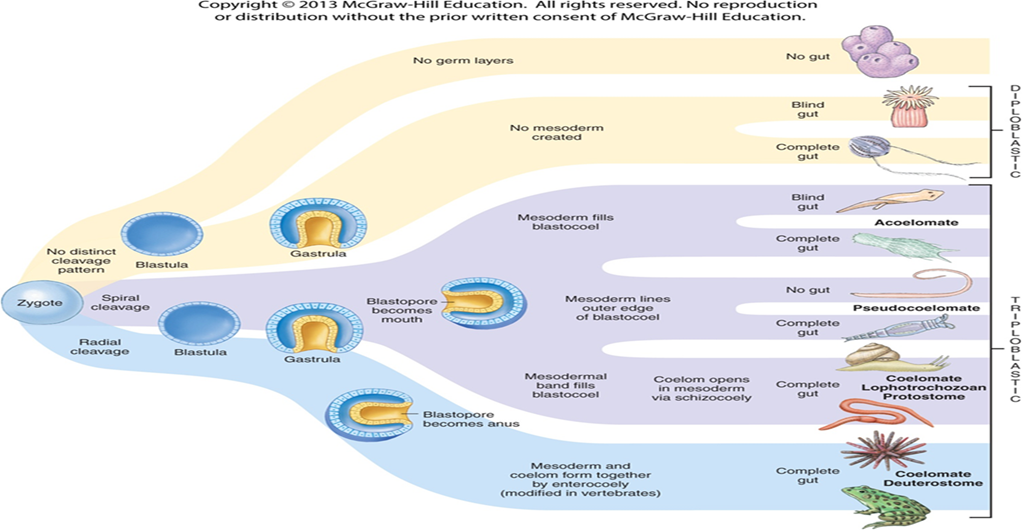 <p>What cleavage pattern do diploblastic organisms follow?</p>