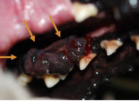 <p><strong>Summary table for oral tumors in dogs</strong></p><ol><li><p>frequency = 30-40%</p></li><li><p>median age yrs = 12</p></li><li><p>site predilection = gingival, buccal, labial mucosa</p></li><li><p>LN mets = common, 41-74%</p></li><li><p>distant mets = common, 14-92%</p></li><li><p>gross appearance = pigmented (67%), amelanotic (33%), ulcerated</p></li><li><p>Sx response = fair to good</p></li><li><p>RT response = good</p></li><li><p>Best tx = surgery and/or RT ±chemo, ±immunotherapy</p></li><li><p>Cause of death = local or distant disease </p></li></ol><p></p>