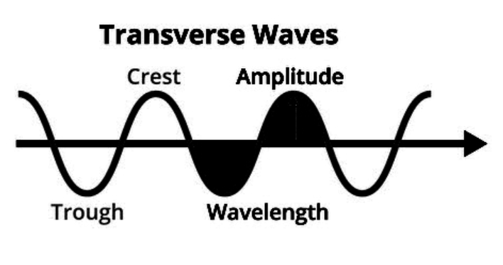 <p><span>Transverse waves are ones in which the particles travel perpendicular (at right angles) to the direction of the wave (propagation)</span></p>