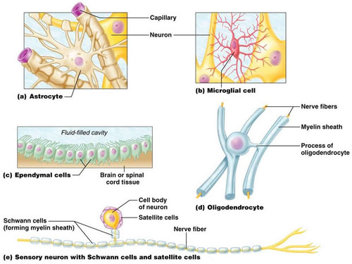 - Astrocytes, ependymal cells, microglia, oligodendrocytes, and Schwann cells