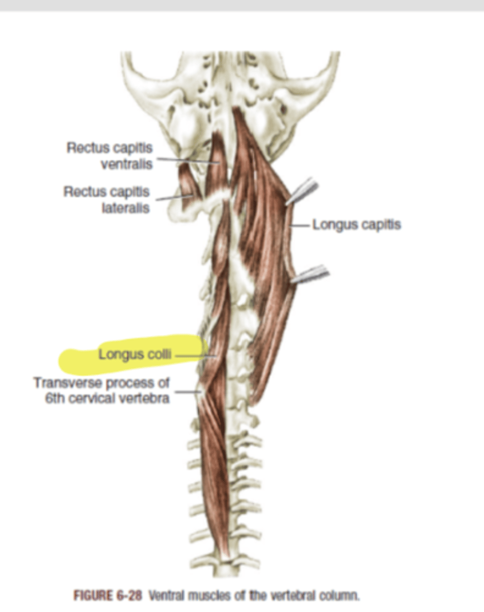 <p><span class="bgP">Innervate :</span>   cervical spinal nerves</p><p><span class="bgP">function</span> : flexion of the neck</p><p><span class="bgP">where :</span> from cervical to thoracic</p>