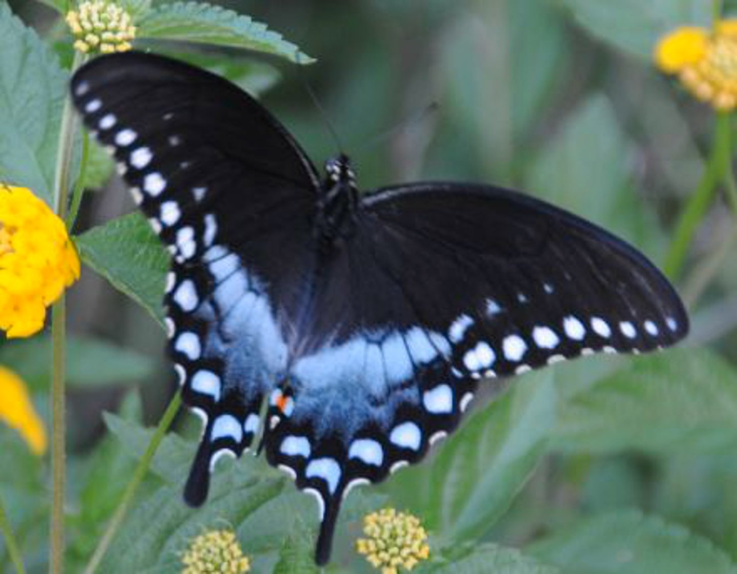 <p>Identify the butterfly or moth shown:</p>