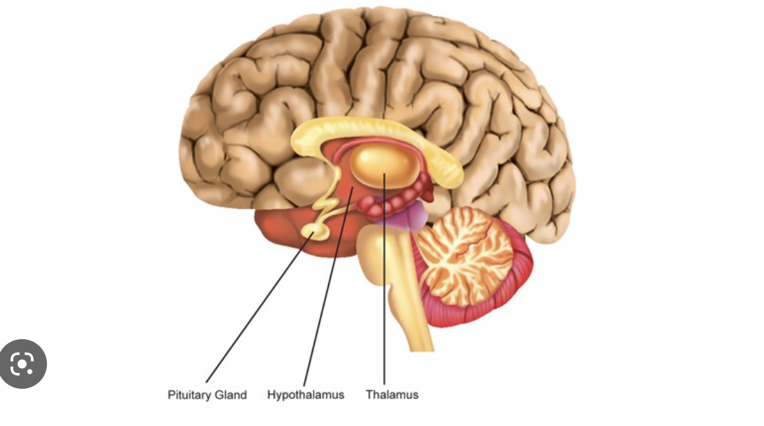 <p><strong>Thalamus</strong>: carries messages from the sensory organs like the eyes, ears, nose, and fingers to the cortex</p><p><strong>Hypothalamus</strong>: controls your pulse, thirst, appetite, sleep patterns, and other processes in your body that happen automatically.</p><p><strong>Pituitary Gland:</strong> regulates growth, metabolism, and reproduction through the hormones that it produces.</p>