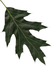 <p>Black Oak</p>