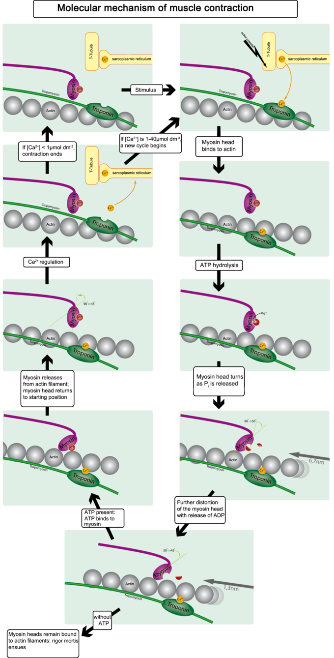 <p>when enural stimulation of muscle fiber stops, acetylcholinesterase rapidly decomposes ACh remaining in the synapse. The decomposition of ACh causes muscle impulse to stop— stimulus to sarcolemma and muscle fiber membrane ceases. Ca+ pump moves back intro sarcoplasmic reticulum, and the troponin-tropomyosin complex covers binding sites on actin again. Myosin and actin bindng are now prevented and muscle fiber relaxes. </p>