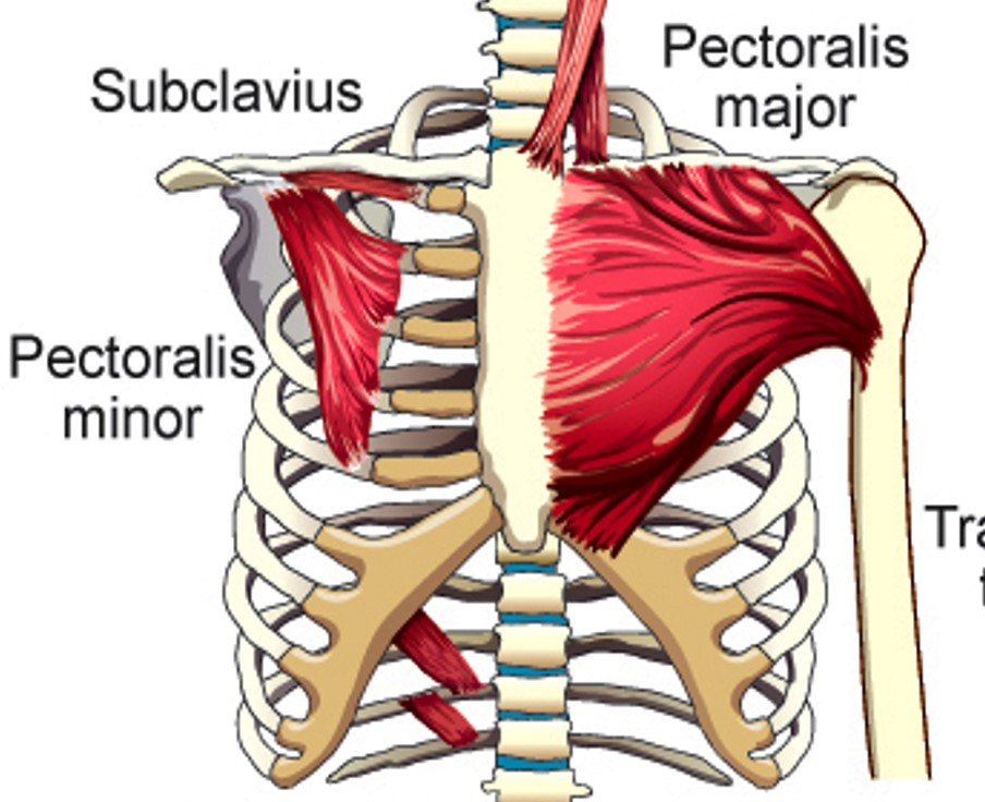 <p>Pectoralis Minor</p>