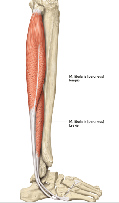 <p>m. fibularis / peroneus brevis</p><p>loopt van halverwege de fibula naar de laterale zijde van de voet</p><p>functie = plantairflexie en pronatie van de voet</p>