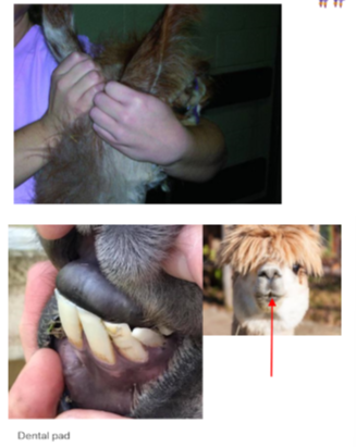 <p>Calming techniques for restraint </p>
