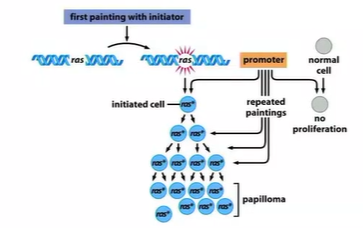 <p>effects of tumour initiators are not reversible - causes genetic alteration</p><p>effects of tumour promoters are reversible - it exerts a nongenetic effect</p><p>cause mutations in Ras which keeps it active - keeps proliferation </p>
