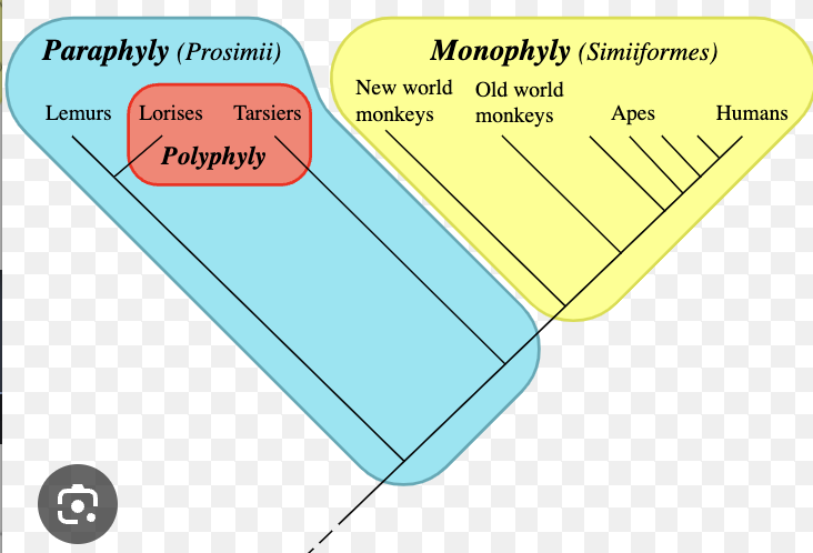 <p>collection of organisms or taxa that are grouped together but do not share a common ancestor.</p><p></p>