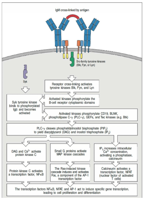 <ul><li><p><strong>Activation Trigger</strong>: BCR is cross-linked by an antigen.</p></li><li><p><strong>Key Kinases</strong>: Src-family kinases (e.g., Fyn, Lyn) phosphorylate ITAM motifs on the BCR complex.</p></li><li><p><strong>Signal Amplification</strong>: Syk kinase binds to phosphorylated ITAMs via SH2 domains, initiating further downstream signaling.</p></li><li><p><strong>Pathway Convergence</strong>: Phospholipase C-γ cleaves PIP₂ to produce DAG and IP₃, which triggers calcium signaling.</p></li><li><p><strong>Nuclear Activation</strong>: Transcription factors (NF-κB, NFAT, AP-1) translocate to the nucleus, resulting in B cell proliferation and differentiation.</p></li></ul><p></p>
