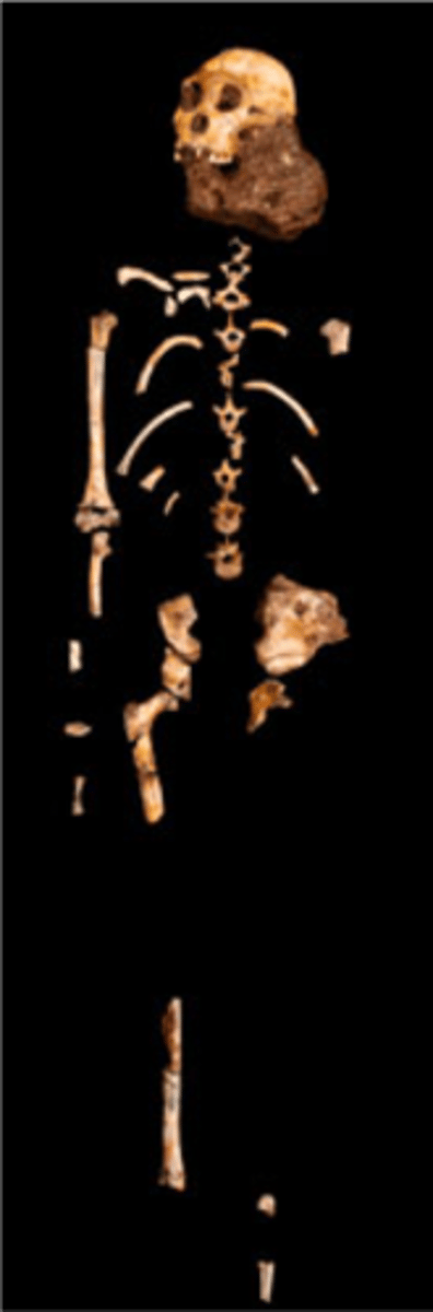 <p>Malapa South Africa 1.98MYA, 9 year old boy, human like (brain, pelvis, bipedal), had ape grappers</p>