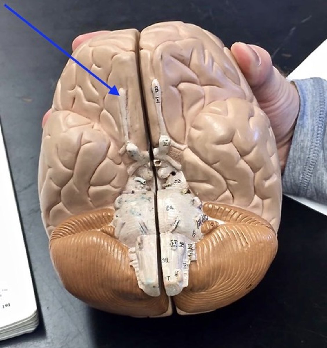 knowt flashcard image