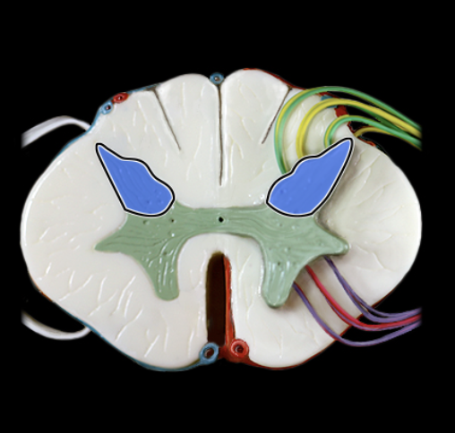 <p>What structure is shown?</p>