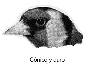 <p>pico conico y duro</p>
