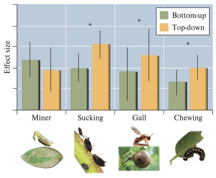 <p>Why does Top-down control have Less effect on MINER in this graph when top down is the most important control of herbivore populations?</p>
