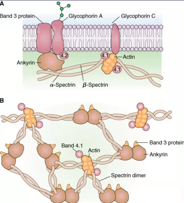<ul><li><p>RBC deformability lies in its shape, but also the <strong>organization</strong> of the proteins that make up the membrane</p></li><li><p>These proteins are on the <strong>cytoplasmic</strong> side of the membrane</p></li><li><p>List the proteins and their function:</p><ul><li><p>Spectrin: heterodimer alpha or beta subunits that wound around each other → looks like strings</p></li><li><p>Actin and Band 4:1: bind at the ends of Spectrin dimers and can connect multiple of them</p></li><li><p>Ankyrin and Band 4.2 anchor Spectrin to the membrane</p></li></ul></li><li><p>Spectrin is the <strong>cytoskeleton</strong> of the membrane and are the ones responsible for altering <strong>shape </strong>when the cell is subjected to <strong>mechanical</strong> stress</p></li><li><p><strong>Mature</strong> RBC’s cannot synthesize new membrane proteins or lipids to use for <strong>glutathione</strong> detoxification</p></li><li><p>Defect in these membrane proteins can result in <strong>hemolytic anemia</strong></p></li><li><p>When RBC’s lose their deformability, they can <strong>lyse</strong> in response to stress, get trapped and <strong>destroyed</strong> or be malformed and become a <strong>spherocytes</strong></p><p></p></li></ul><p></p>