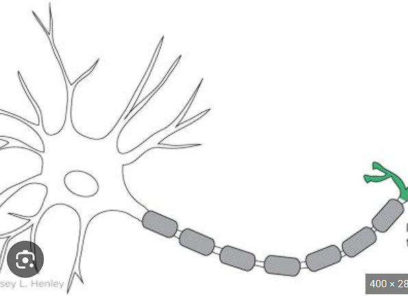 <p><strong>IN GREEN&nbsp;</strong></p><p></p><p></p><p></p><ul><li><p>the branches extended out of the terminal/end of a neuron&nbsp;</p></li><li><p>connects to the dendrites of next neuron&nbsp;</p></li><li><p>synaptic knobs are on the axon terminal&nbsp;</p></li></ul><p></p>