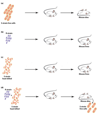 <ul><li><p>“R” forms rough colonies— not virulent (no pneumonia). </p></li><li><p>→ inject → mice live. </p></li><li><p>Not virulent because they lack the glycocalyx. </p></li><li><p>Colonies look rough because they lack the glycocalyx.</p></li></ul><p></p>