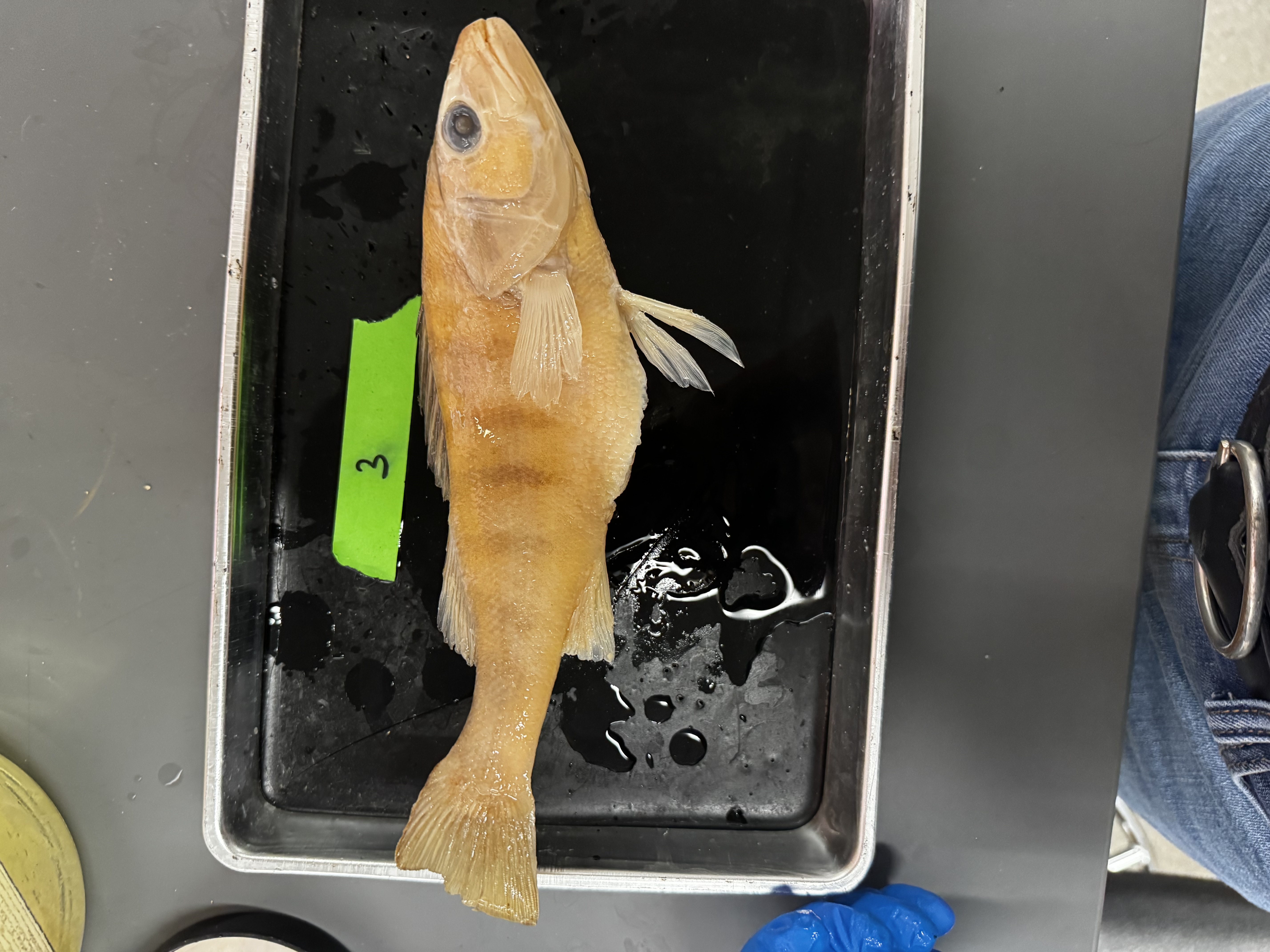 <p>Family:</p><p>Species:</p><p>Scientific:</p>