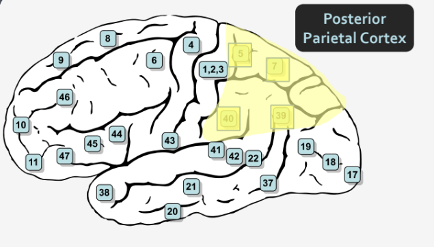 <p>Areas 5, 7, 39, 40</p>